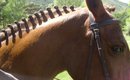 toute l'équipe du centre equestre est heureuse de vous accueillir pour partager ensemble la passion du cheval